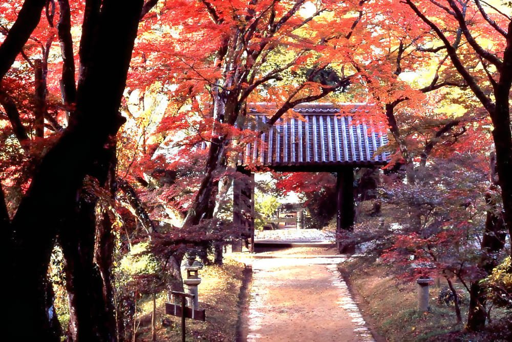 🏯 아키즈키 성터(아키즈키조세키) 이미지 5